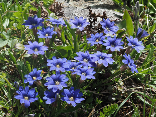 Gentiana dshimilensis