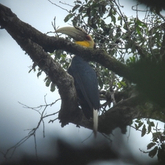 Rhyticeros undulatus