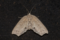 Achrosis