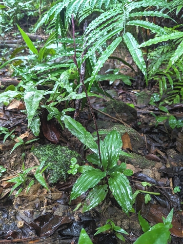 Crepidium bancanoides observed 2024-10-25