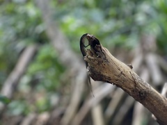 Snake-Eyed Skink photo 3
