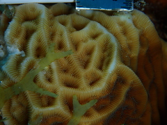 Agaricia humilis