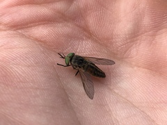 Tabanus nigrovittatus