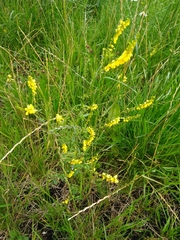 Melilotus officinalis