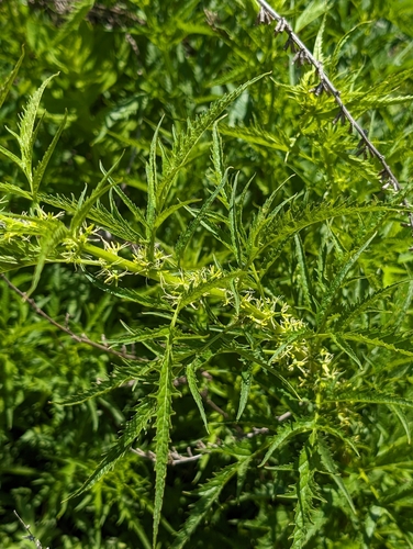Image of Datisca glomerata by (c) sdash, some rights reserved (CC BY)