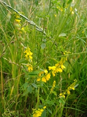Melilotus officinalis