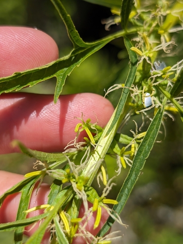 Image of Datisca glomerata by (c) sdash, some rights reserved (CC BY)