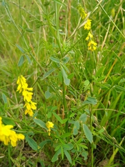 Melilotus officinalis