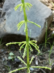 Equisetum sylvaticum