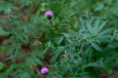 Cirsium serratuloides