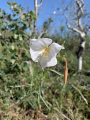 Oenothera nuttallii