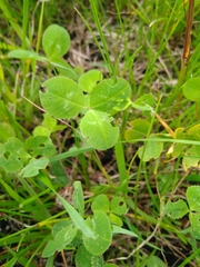 Trifolium repens
