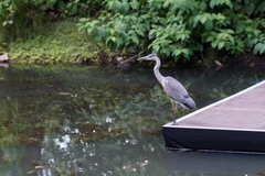 Ardea cinerea
