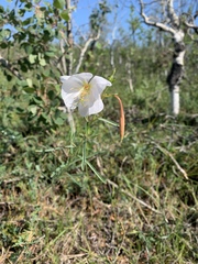 Oenothera nuttallii