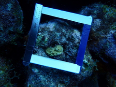 Agaricia humilis