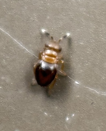 Neodusmetia sangwani, 2024-11-27
