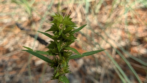 Image of Acalypha gracilens by (c) Joseph Aubert, some rights reserved (CC BY)