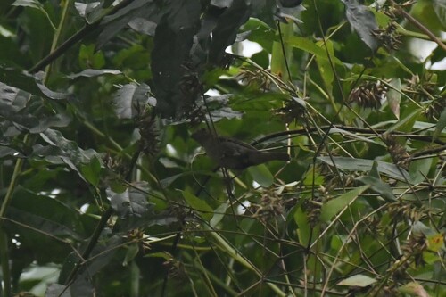 Temminck's Seedeater (Sporophila falcirostris), photo 8