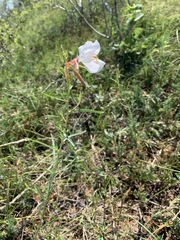 Oenothera nuttallii