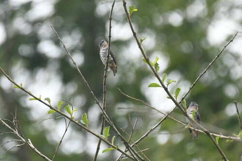 Buff-throated Purpletuft (Iodopleura pipra), photo 8