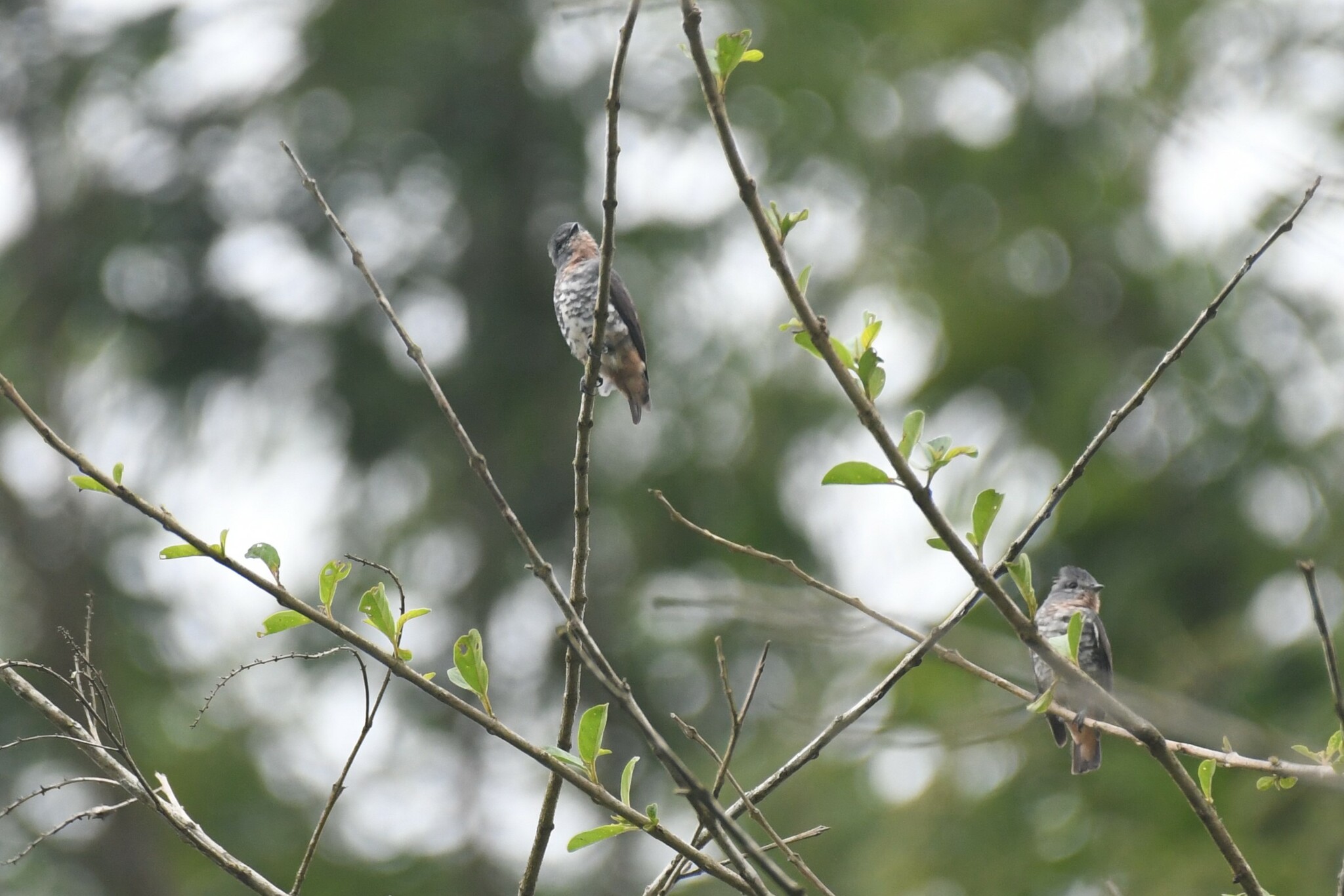 Buff-throated Purpletuft (Iodopleura pipra), photo 8
