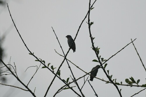 Buff-throated Purpletuft (Iodopleura pipra), photo 7