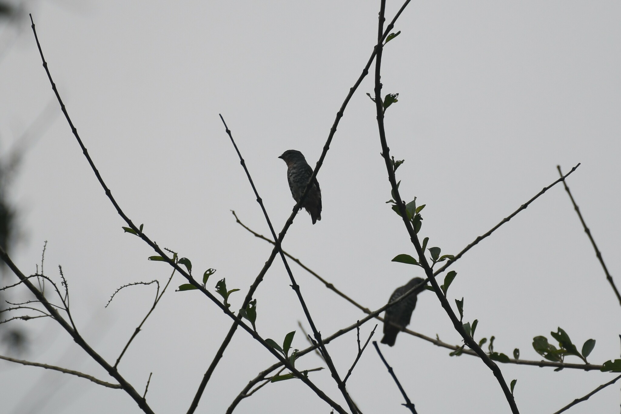 Buff-throated Purpletuft (Iodopleura pipra), photo 7
