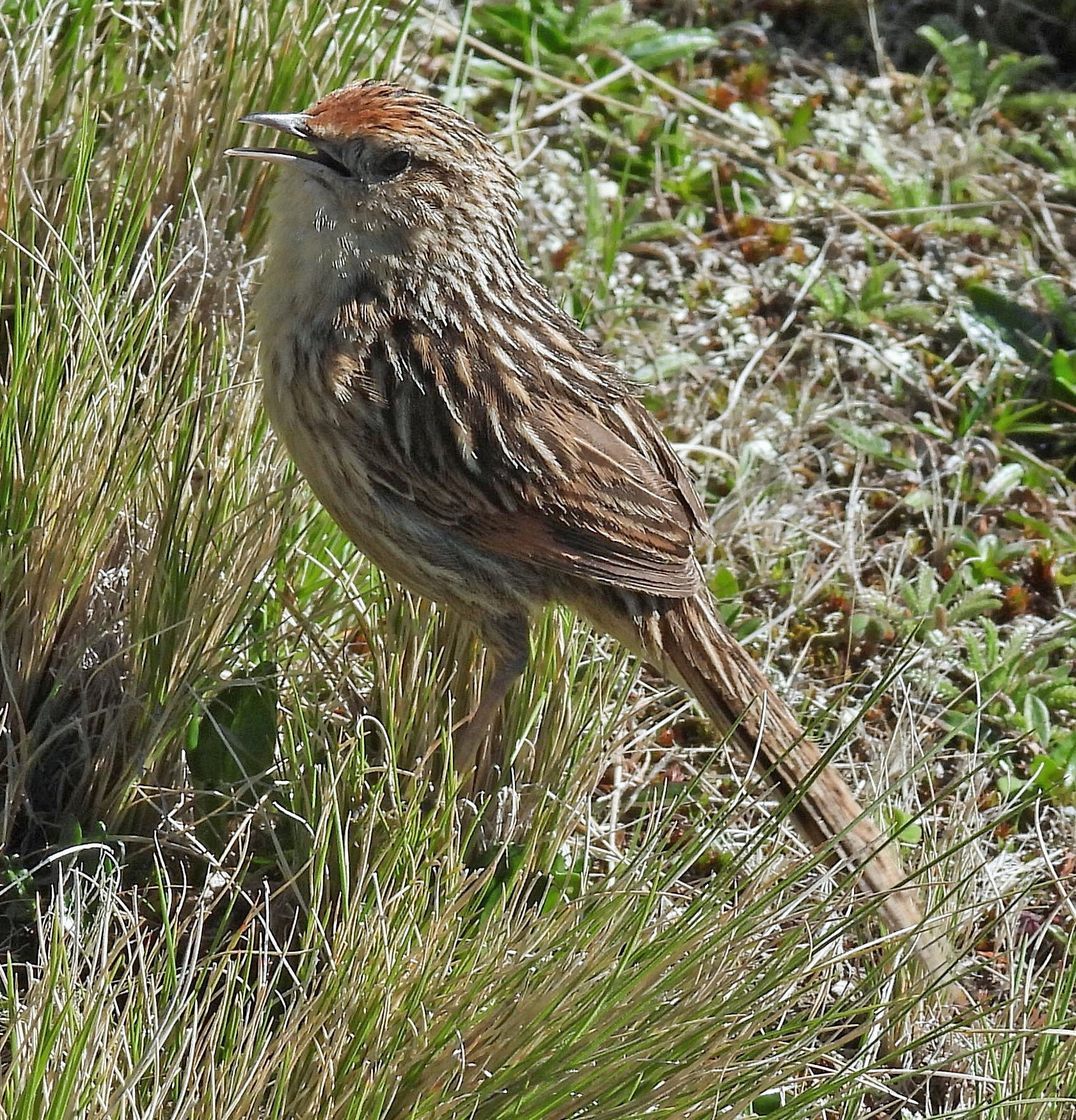 Scribble-tailed Canastero (Asthenes maculicauda), photo 7