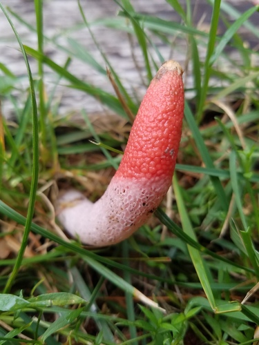 red stinkhorn