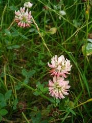 Trifolium hybridum