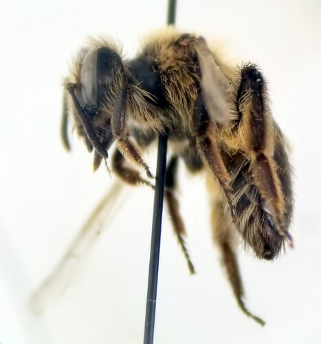 Andrena parviceps