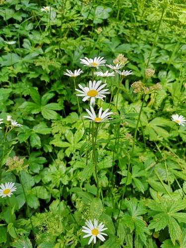 Leucanthemum rotundifolium (Leucanthemum rotundifolium)