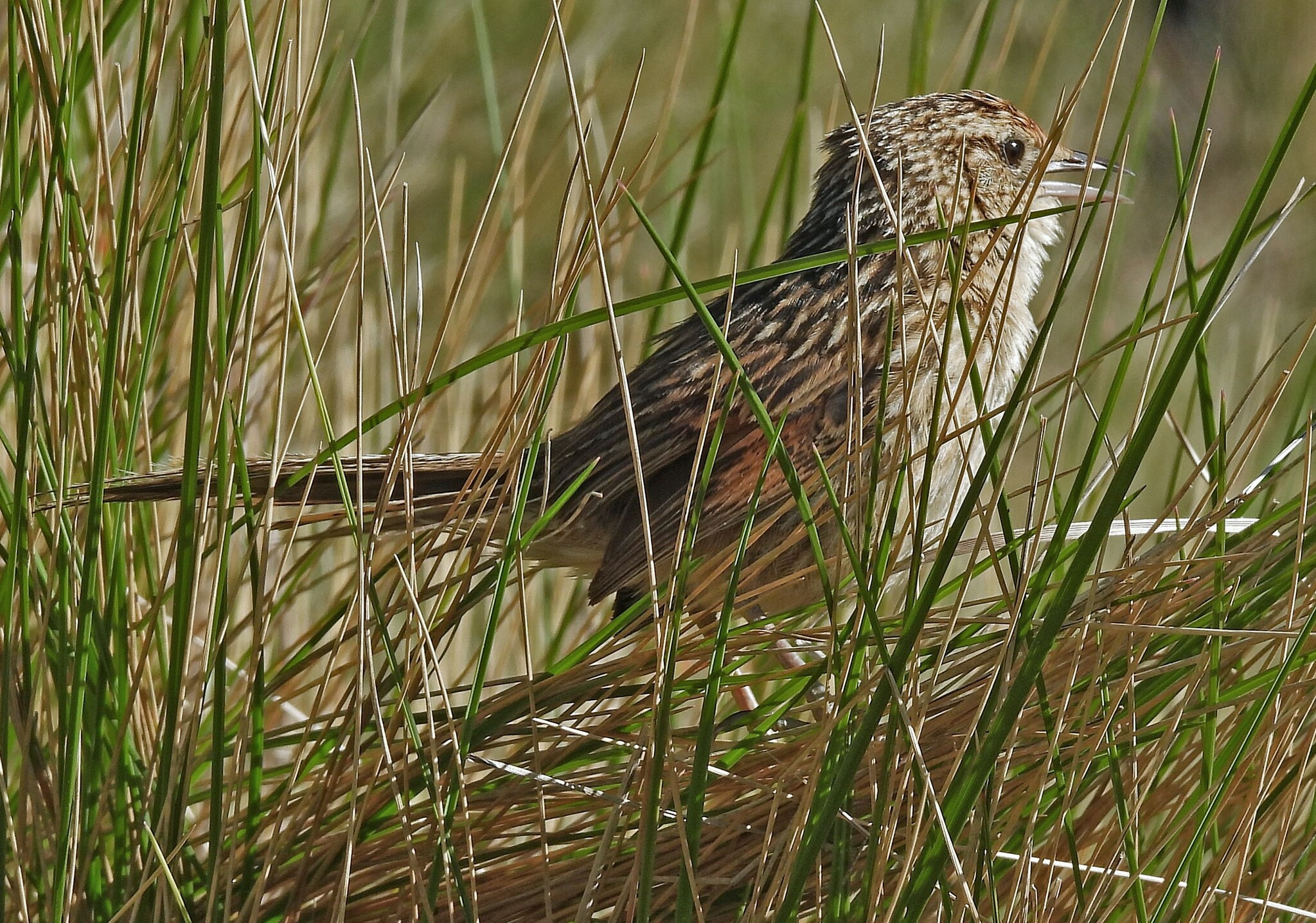 Scribble-tailed Canastero (Asthenes maculicauda), photo 8