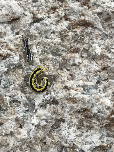 Zebra Caterpillar Moth photo 4
