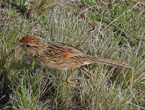 Scribble-tailed Canastero (Asthenes maculicauda), photo 9