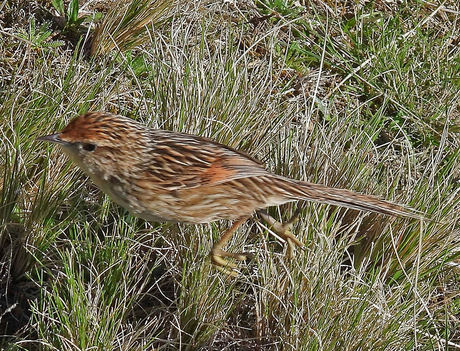 Scribble-tailed Canastero (Asthenes maculicauda), photo 9