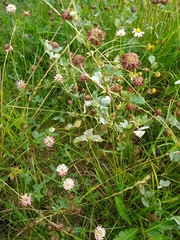 Trifolium hybridum