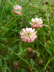 Trifolium hybridum