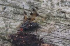 Pseudotephritis vau