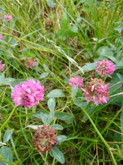 Trifolium pratense