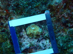 Agaricia humilis