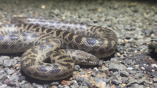 Spotted Python sighting