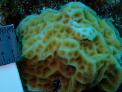 Agaricia humilis