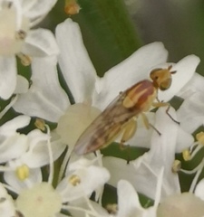 Diptera