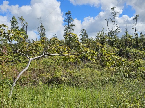 Rhus sandwicensis observed 2024-11-19
