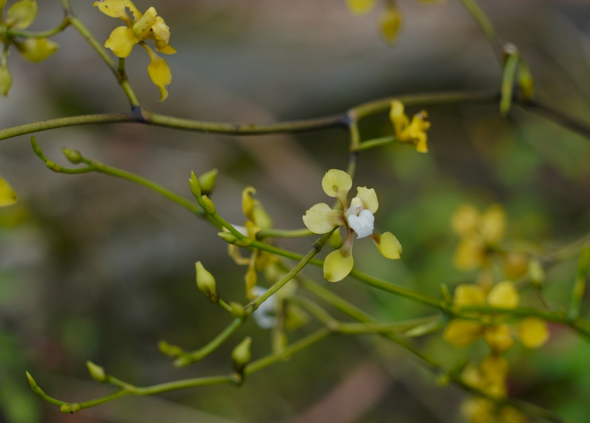 Cyrtochilum schmidt-mummii Dalström & C.Castro 4
