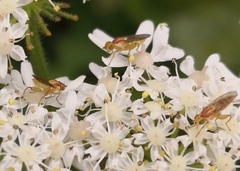 Diptera