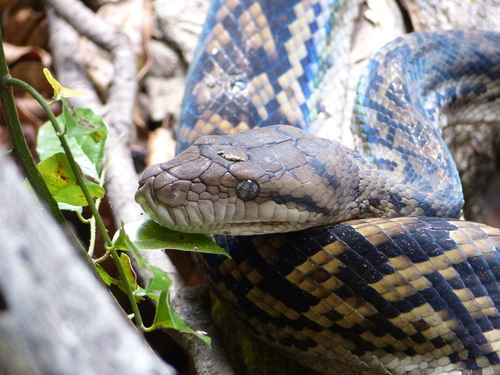 Australian Scrub Python sighting