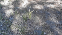 Poa secunda