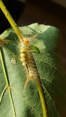 Orgyia leucostigma